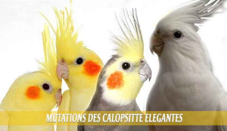 Les Meilleures Mutations Standards Des Calopsittes