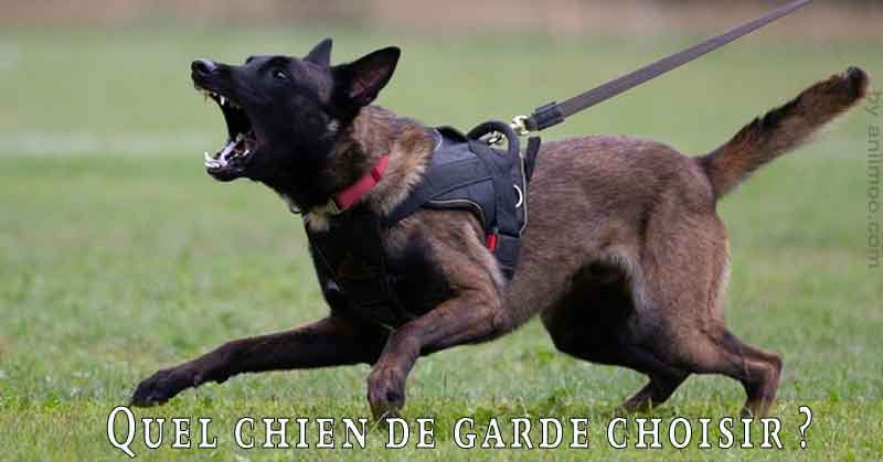 Quelle race de chien de garde choisir? - Aniimoo