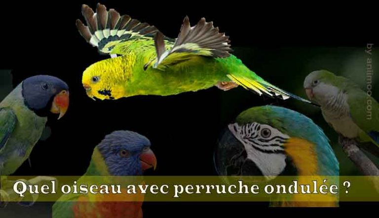 Quel oiseau on peut mettre dehors ?