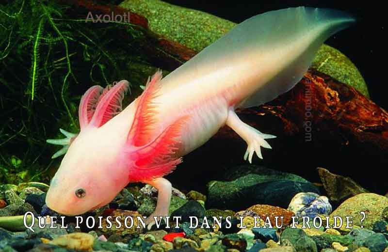 Quels sont les poissons qui vivent dans l’eau froide? | Aniimoo