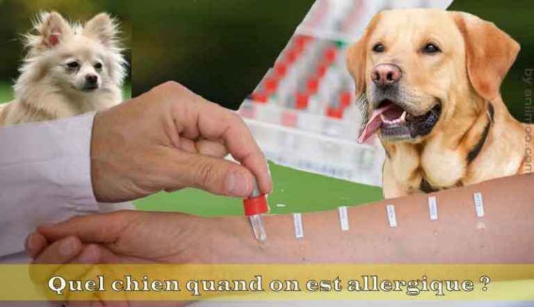 Quel chien quand on est allergique ?