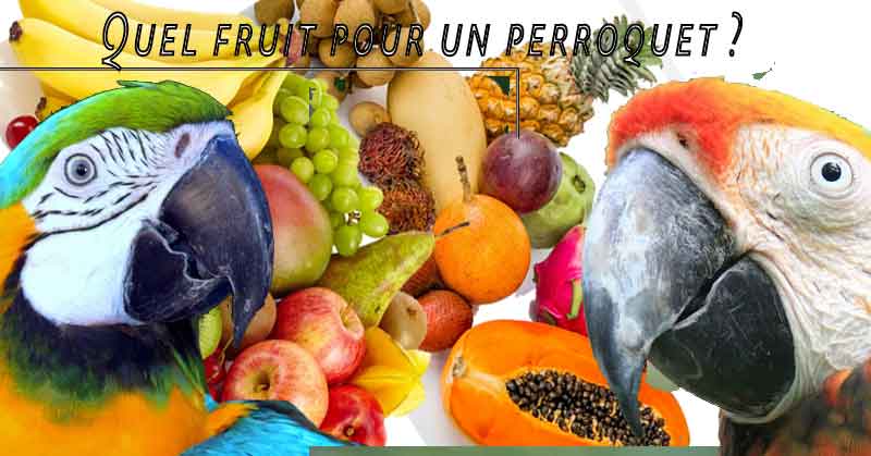 Quel fruit pour les oiseaux ?