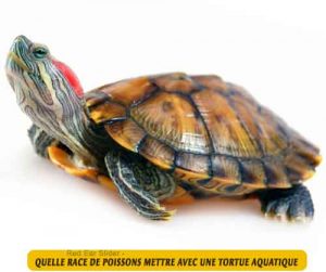 Quelle Race De Poissons Mettre Avec Une Tortue Aquatique Aniimoo