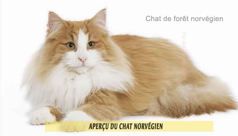 Apercu Du Chat Norvegien