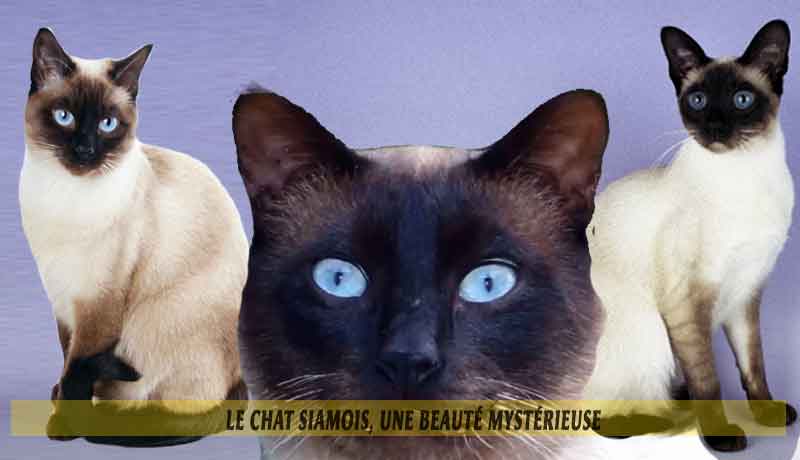 Le Chat Siamois Une Beaute Mysterieuse Aniimoo