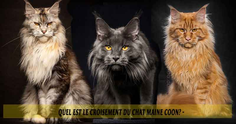 Quel Est Le Croisement Du Chat Maine Coon Aniimoo