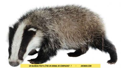 Comment Dresser Un Chat Sauvage