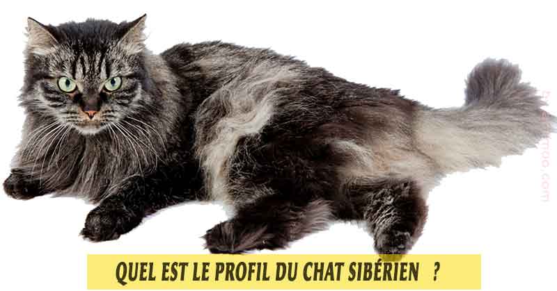 Quel est le Profil du chat Sibérien? - Aniimoo