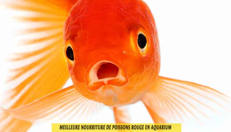 Meilleure Nourriture De Poissons Rouge En Aquarium