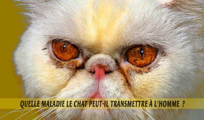 Quelle maladie le chien peut transmettre au chat ?