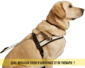 Quel meilleur chien du0027Assistance et de Thérapie?