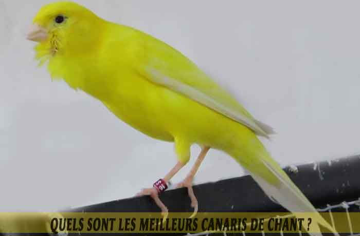 chant de oiseaux canari mp3