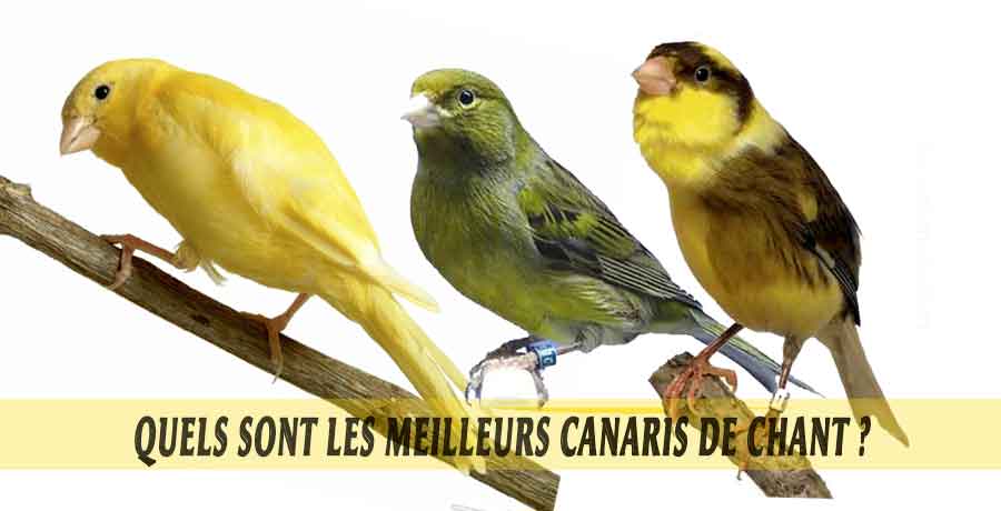 Quels Sont Les Meilleurs Canaris De Chant Aniimoo