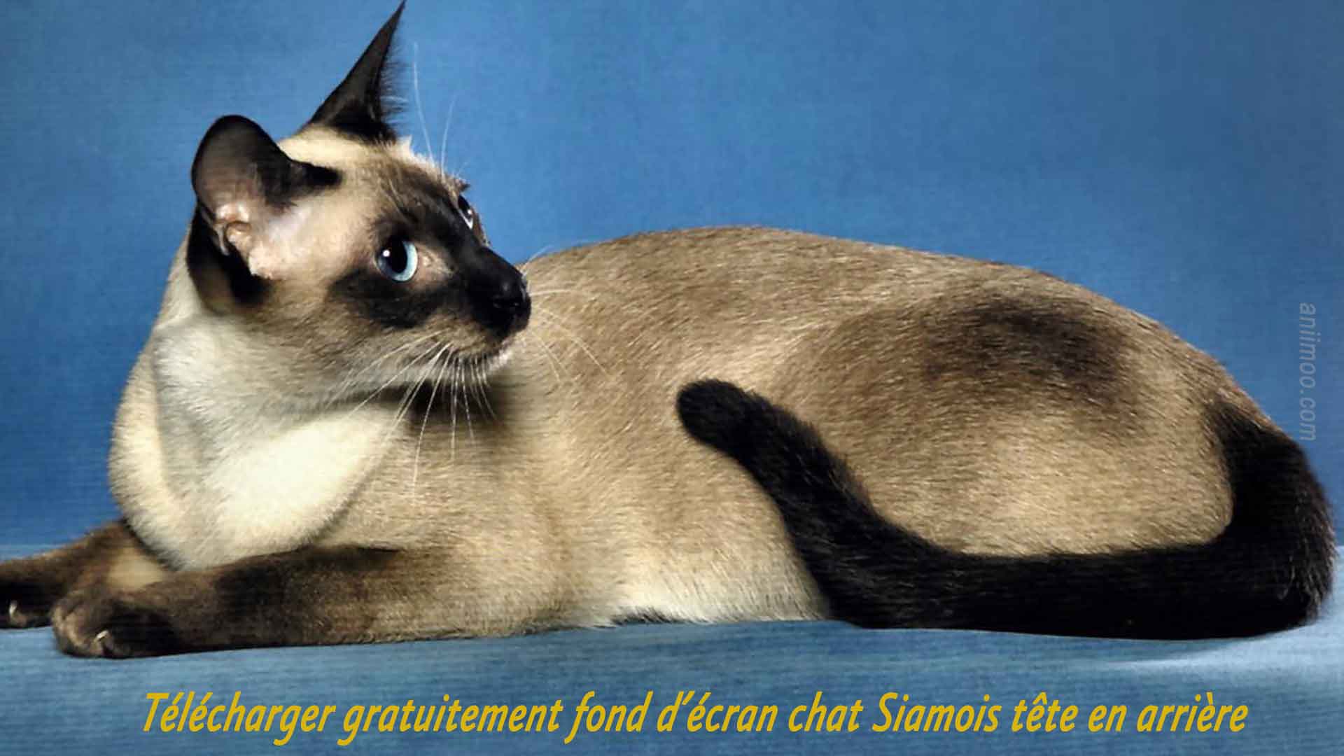 Telecharger Gratuitement Fond D Ecran Chat Siamois Tete En Arriere