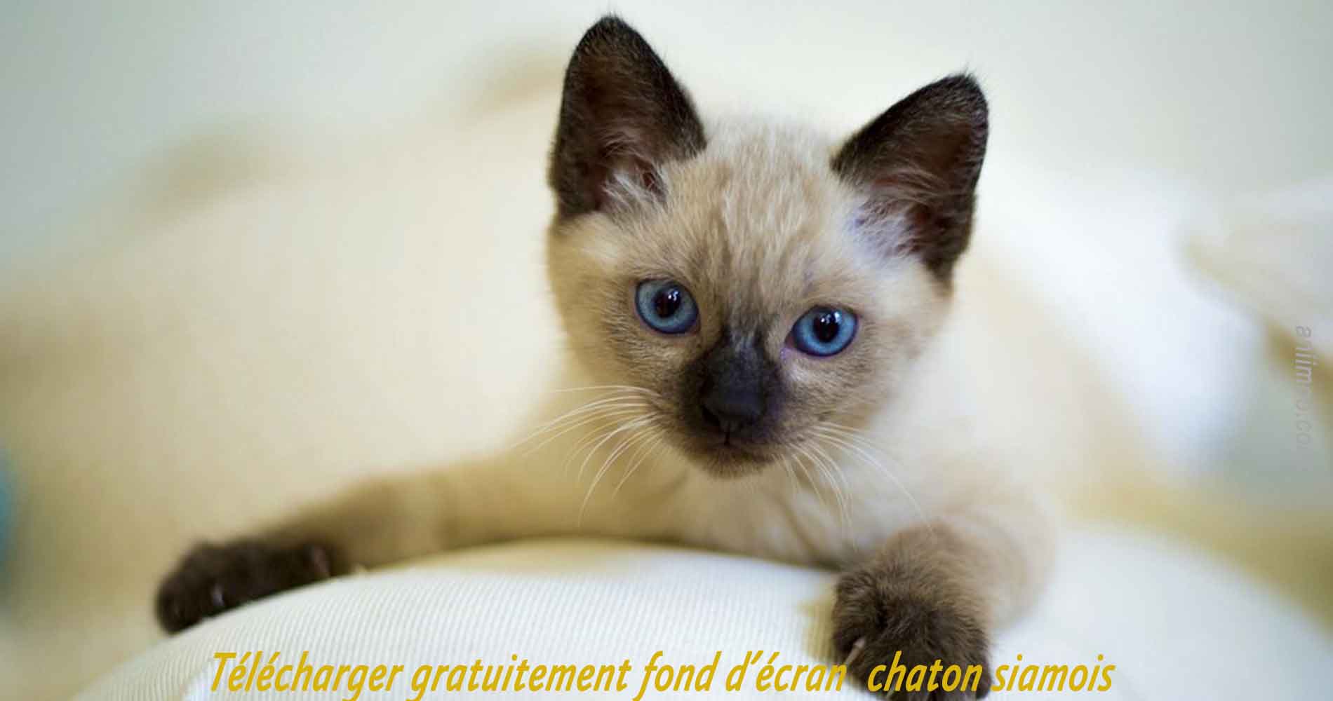 Telecharger Gratuitement Fond D Ecran Chaton Siamois