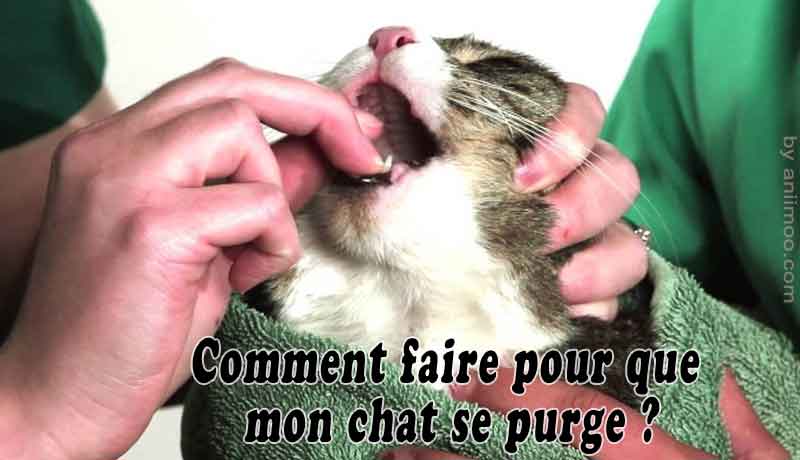 Comment Faire Pour Que Mon Chat Se Purge