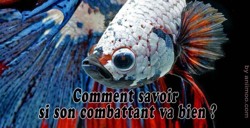 Comment Savoir Si Mon Combattant Est Heureux Comment savoir si son combattant va bien ? – Aniimoo