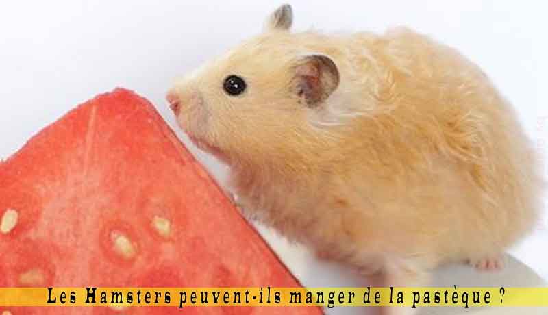 Quel fruit peuvent manger les hamster ?