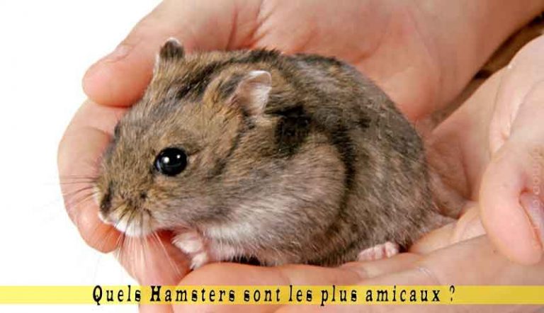 Quelle est la race de hamster la plus gentille ?