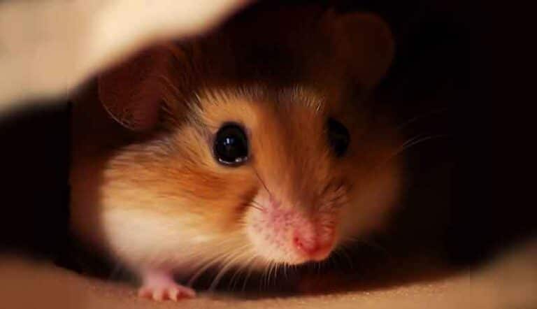 Pourquoi Mon Hamster A Peur Facilement