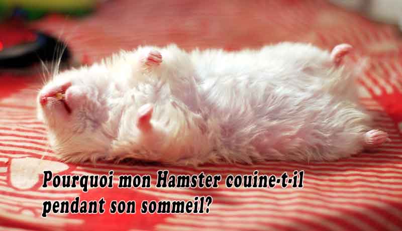 Pourquoi Mon Hamster Couine T Il Pendant Son Sommeil