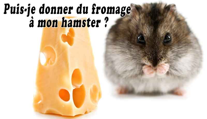 Puis-je donner du fromage blanc à mon chien ?