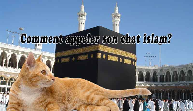 Comment Appeler Son Chat Islam