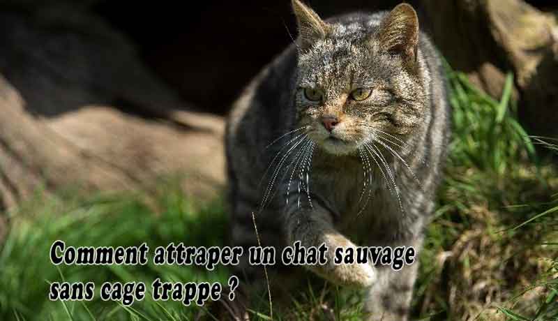 Comment Attraper Un Chat Sauvage Sans Cage Trappe