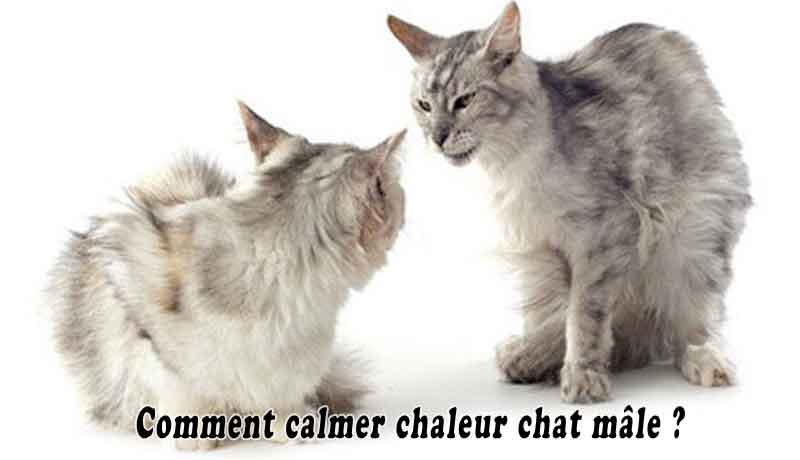 pilule pour calmer chaleur chat male