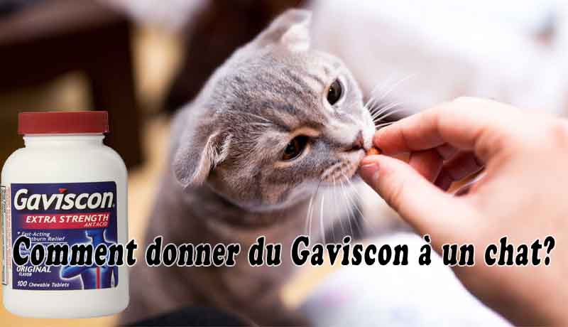 Comment Donner Du Gaviscon A Un Chat