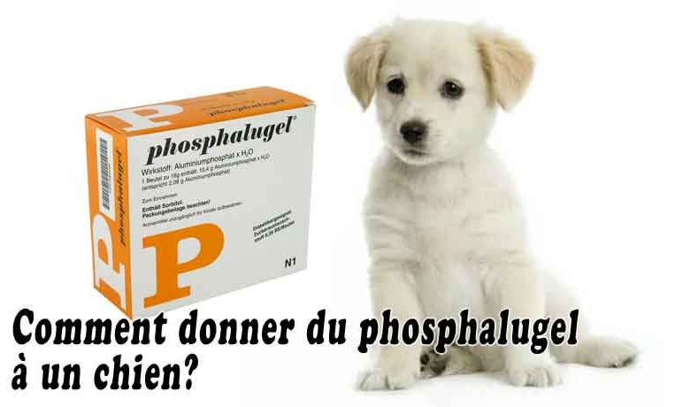 Comment Donner Du Phosphalugel A Un Chien