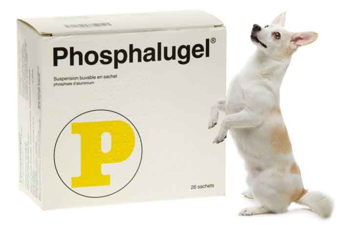 Comment Donner Du Phosphalugel A Un Chien