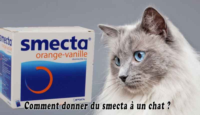 Comment Donner Du Smecta A Un Chat