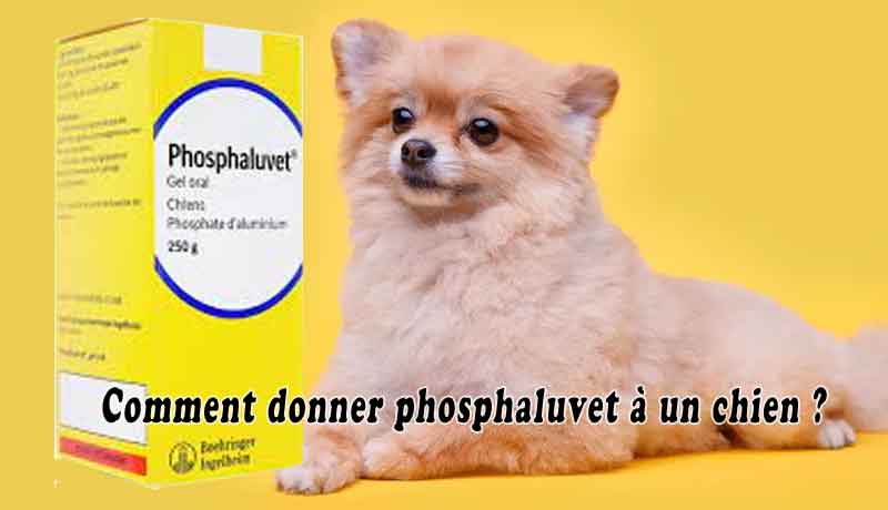 Comment Donner Phosphaluvet A Un Chien