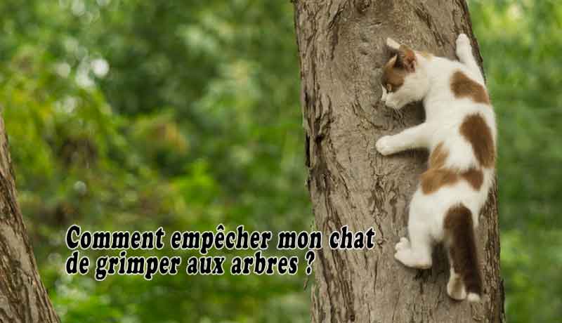 Comment Empecher Mon Chat De Grimper Aux Arbres