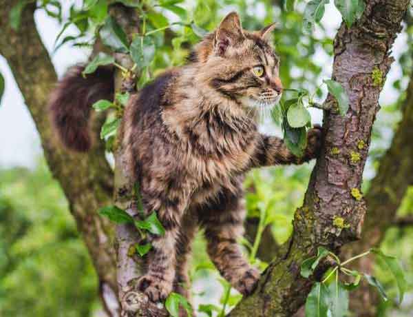 Comment Empecher Mon Chat De Grimper Aux Arbres