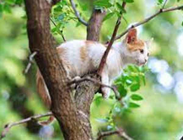 Comment Empecher Mon Chat De Grimper Aux Arbres