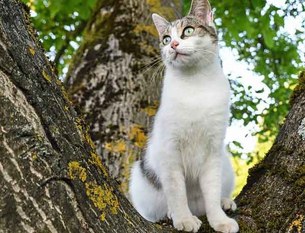 Comment Empecher Mon Chat De Grimper Aux Arbres