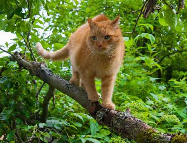 Comment Empecher Mon Chat De Grimper Aux Arbres