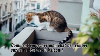 Comment Rassurer Un Chat Sauvage