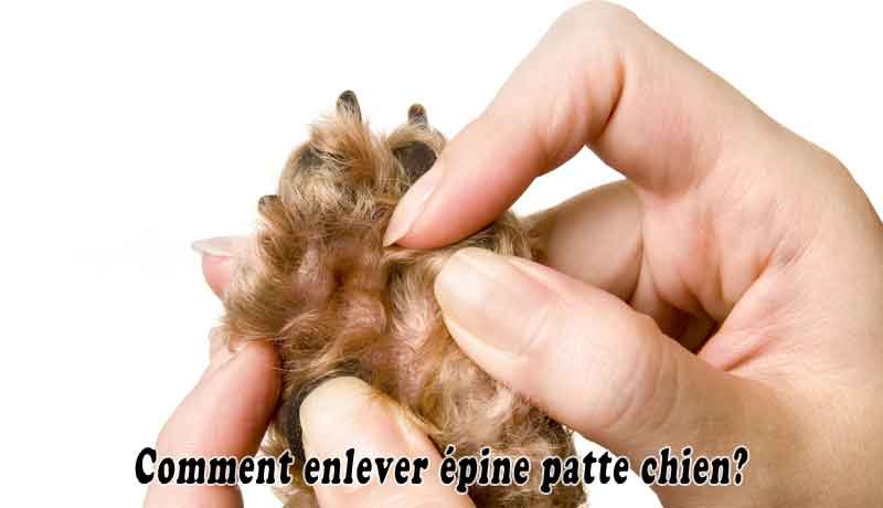 Comment Enlever Épine Patte Chien?