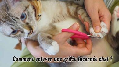 Comment Soigner La Gale Du Chat Naturellement