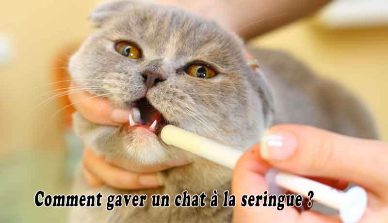 Comment Gaver Un Chat A La Seringue