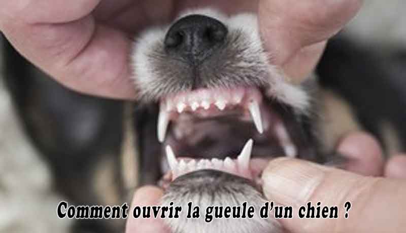 Comment Ouvrir La Gueule D Un Chien