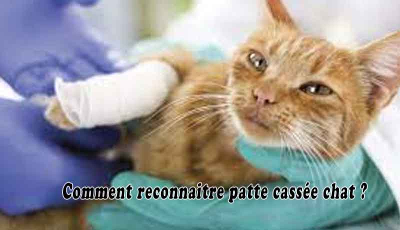 Comment Reconnaitre Patte Cassee Chat