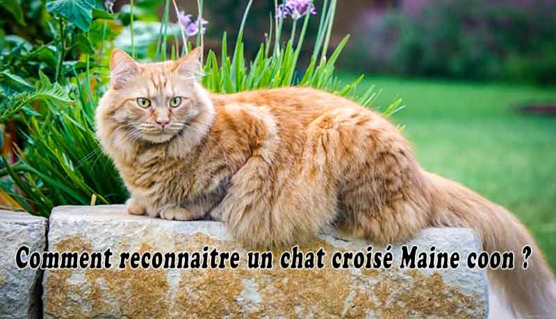 Comment Reconnaitre Un Chat Croise Maine Coon