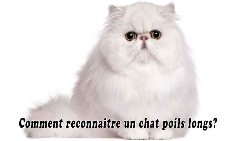 Comment Reconnaitre Un Chat Poils Longs