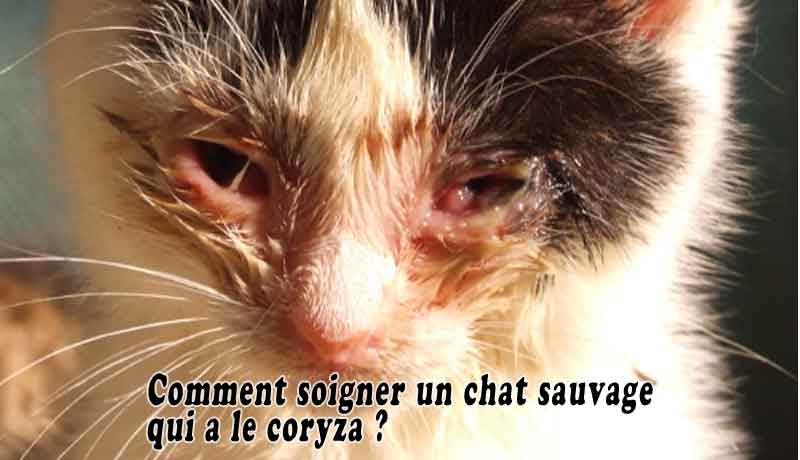 soigner coryza chat sauvage