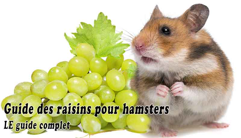 Les Hamsters Peuvent-Ils Manger Des Raisins? [Guide Des Raisins Pour  Hamsters]