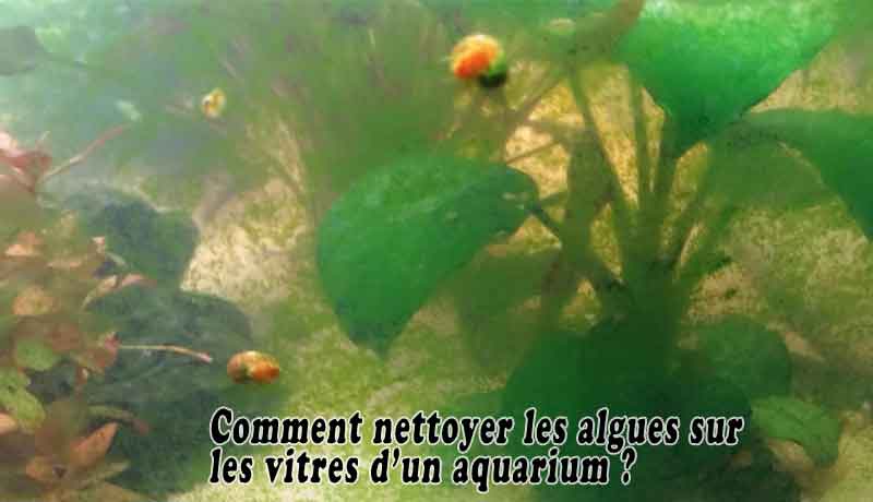 Comment Nettoyer Les Algues Sur Les Vitres D'un Aquarium?